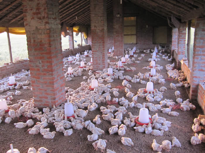 Photo of a purpose-built village building to raise chickens for market